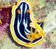 Photo: M. Levin; See note in Sea Slug Forum